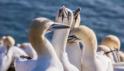 开云体育在线-EG碾压GEN：Kanavi的关键战术再现变革之路