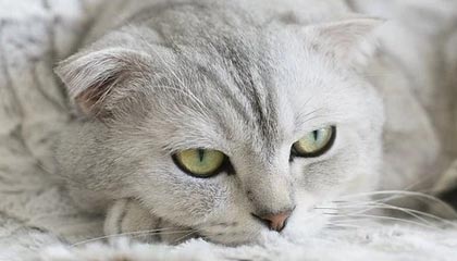 开云体育入口-马来西亚羽毛球队惊天逆转：李宗伟绝境逆转彰显王者风范