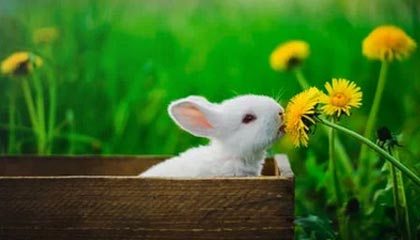 开云-步行者碾压篮网B队，杰伦·布朗三分雨点燃全场——令人震撼的篮球盛宴